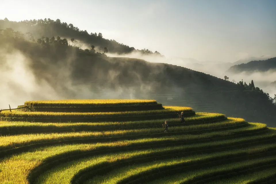 Gyldne risterrasser ved Mu Cang Chai i morgenlys