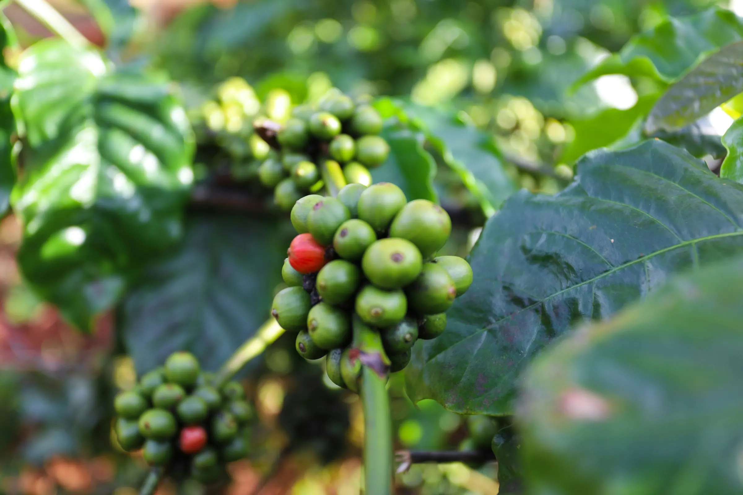 Kaffefrugter på en robustafarm ved Buon Ma Thuot