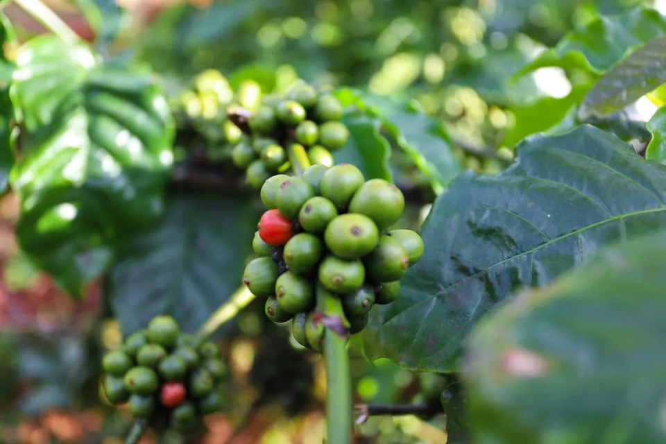 Kaffefrugter på en robustafarm ved Buon Ma Thuot